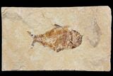 Cretaceous Fish (Nematonotus) With Shrimp - Lebanon #147219-1